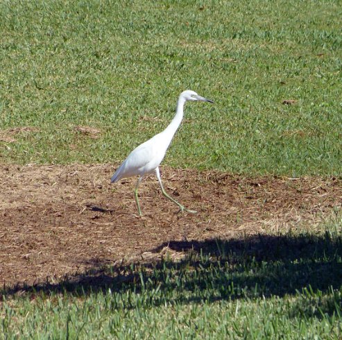 Striding Egret 2